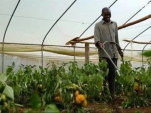 Kenya’s Agricultural Machinery Shortage Is Over 50%? An In-Depth Report on Kenya’s Agricultural Machinery Market in 2025
